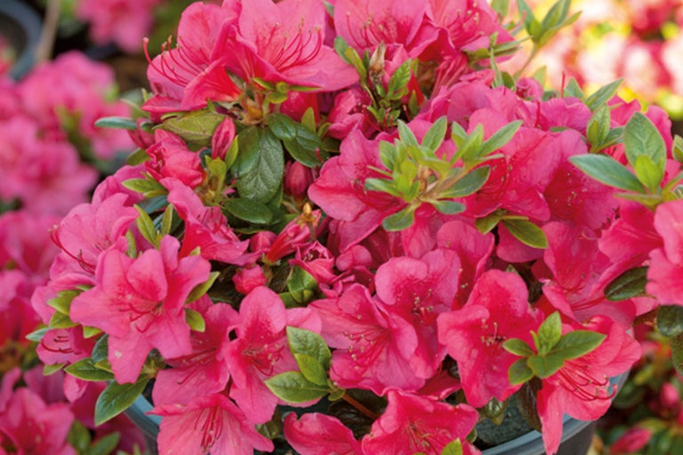 Azalea med rosa blommor