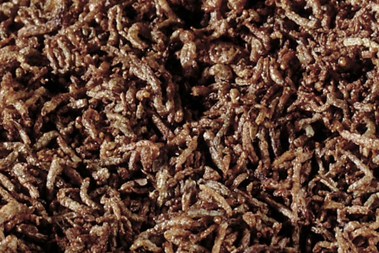 Närbild av torkade mjölmaskar som djurfoder