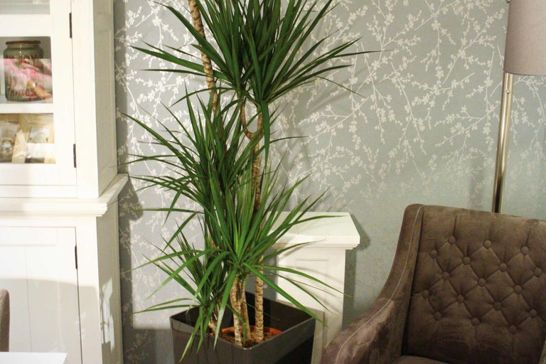 Dracena krukväxt i ett vardagsrum