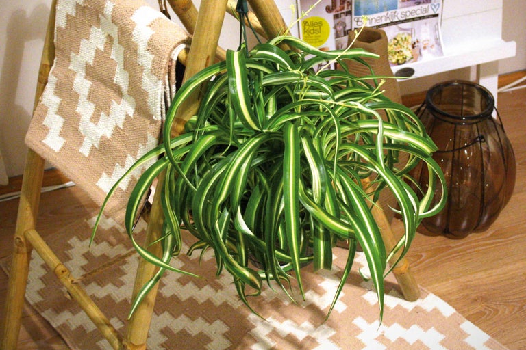 Dekorativt rum med hängande växt, steg hylla och matta