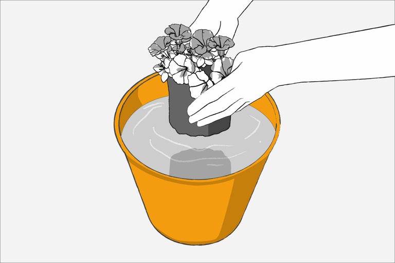 Blommor blötläggs i en hink med vatten