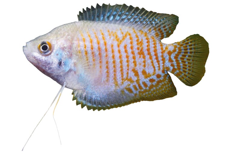 Guldgurami för akvarium