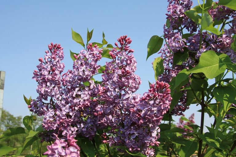 Närbild av syrenblommor i trädgården