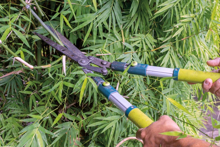 Klippa bambu med en häcksax