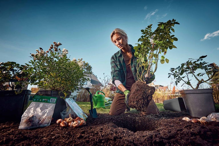 Kvinna planterar en ros i trädgården, tillsammans med blomsterlökar och trädgårdsredskap.