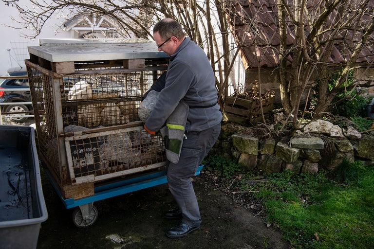 Man lastar en nätvagn med stenar för trädgårdsarbete.