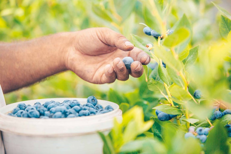 Hand plockar blåbär och lägger dem i en hink