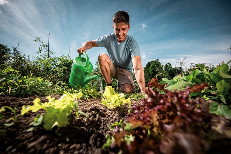 En man vattnar sallad med en grön vattenkanna i ett grönsaksland.