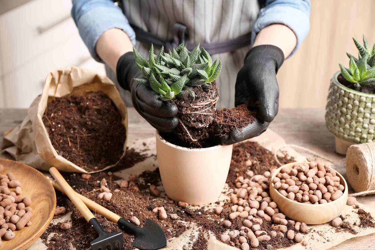 Person planterar suckulent i kruka med jord och lecakulor