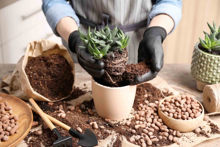 Person planterar suckulent i kruka med jord och lecakulor