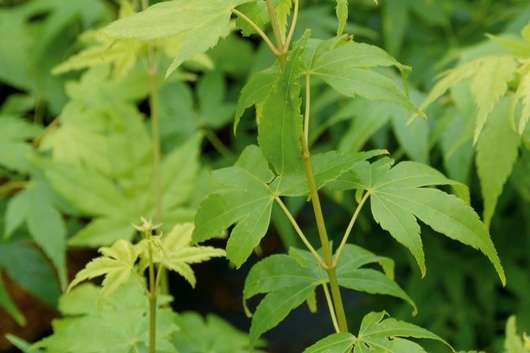 Närbild av japanska lönnlöv