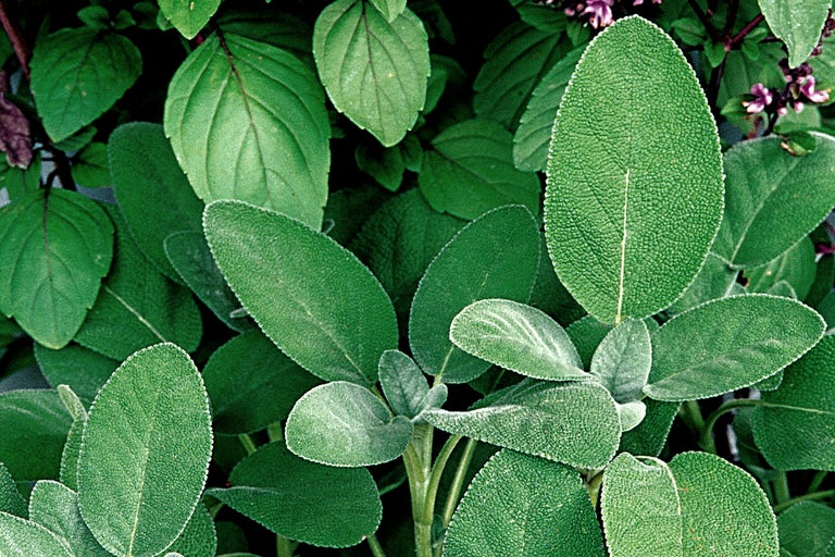 Närbild av salviablad