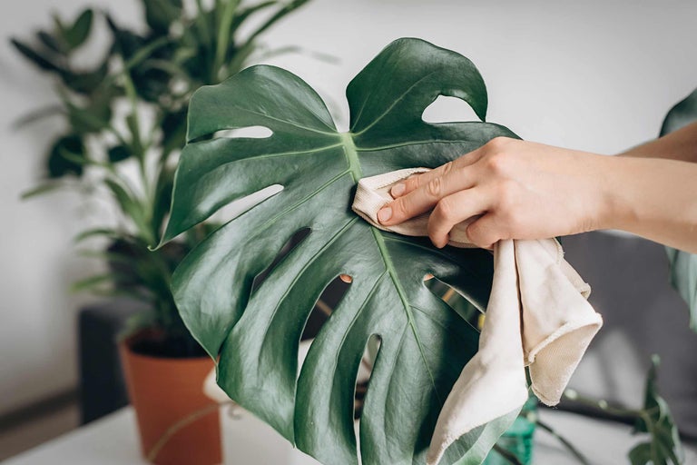 Skötselråd för Monstera