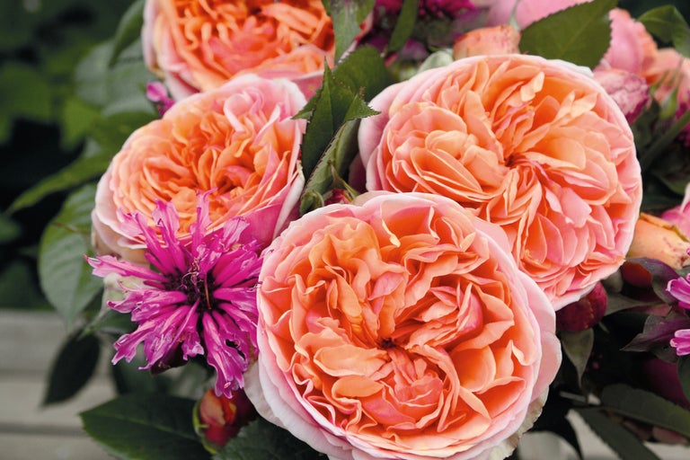 Närbild av en bukett med rosenblommor