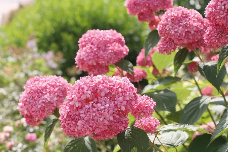 Närbild av rosa hortensiablommor