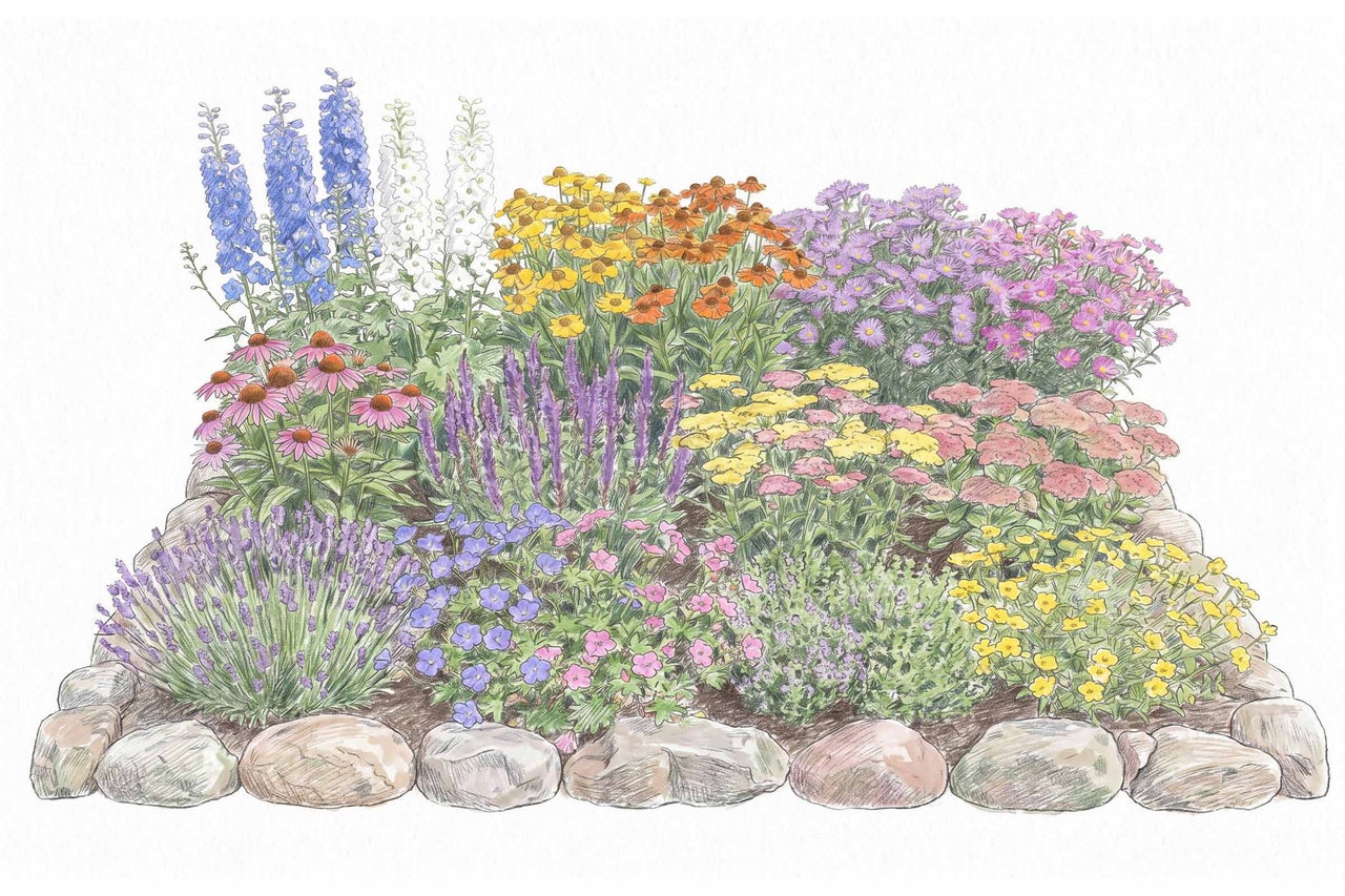 Illustrerad planteringsplan för en perennrabatt med blommor som riddarsporre, solhatt och lavendel, inramad av naturstenar.