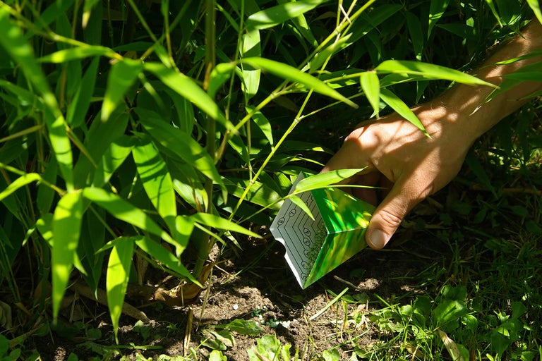 En person gödslar bambu med långtidsverkande gödsel.