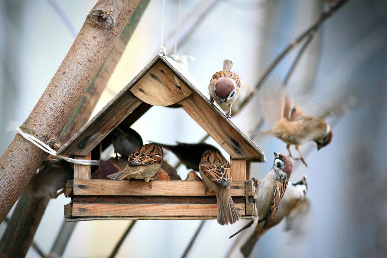 Sparvar vid ett fågelbord i trä i trädgården.