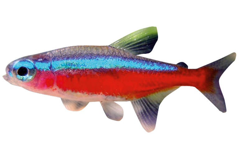 Neonfisk för akvariedekoration