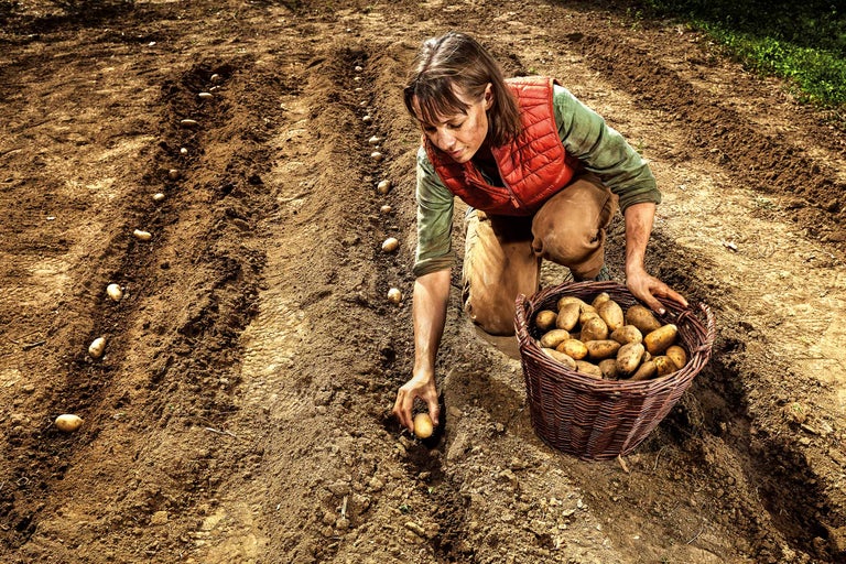Kvinna planterar potatis på ett fält med en korg full av potatis