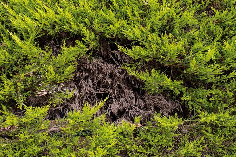 Närbild av en Thuja häck med gröna och bruna grenar