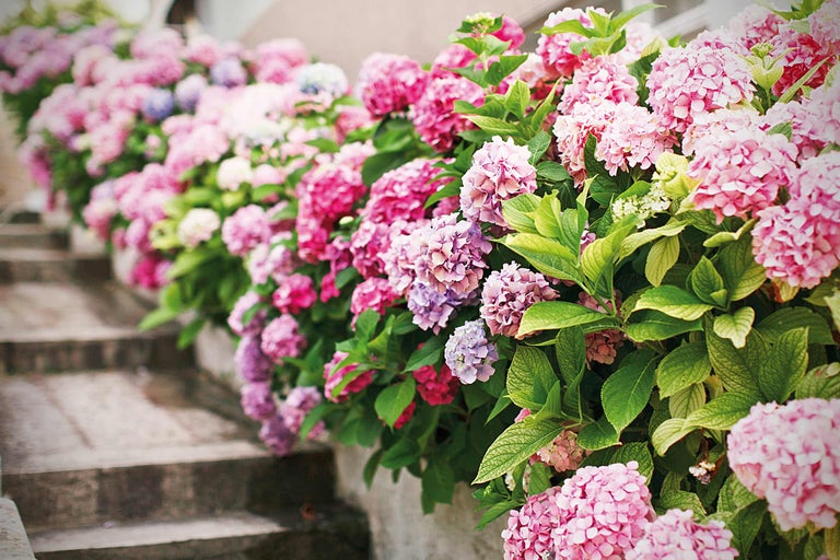 Plantera & sköta hortensia