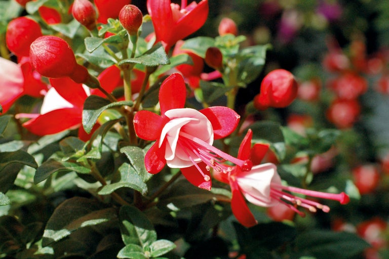 Närbild av fuchsia blommor i trädgården