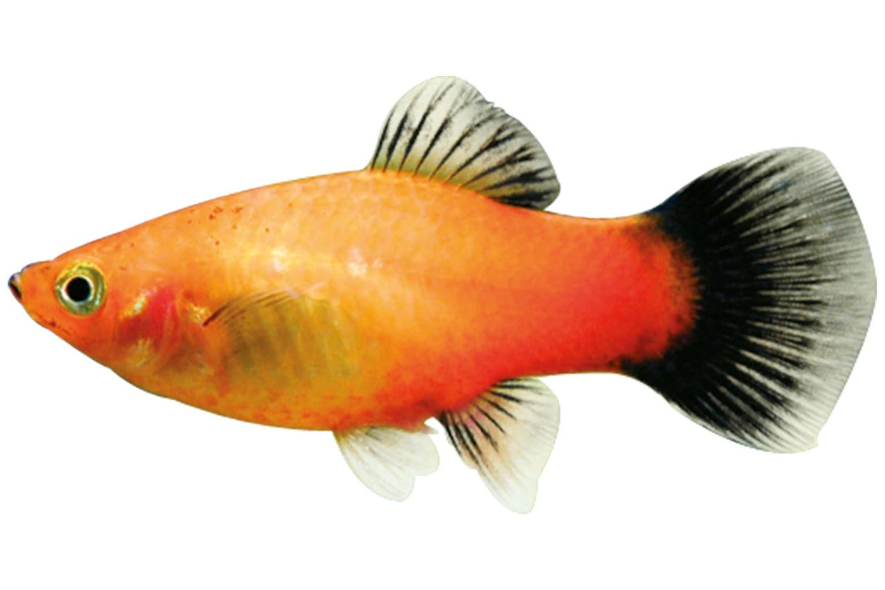 Gyllene platy prydnadsfisk för akvarium