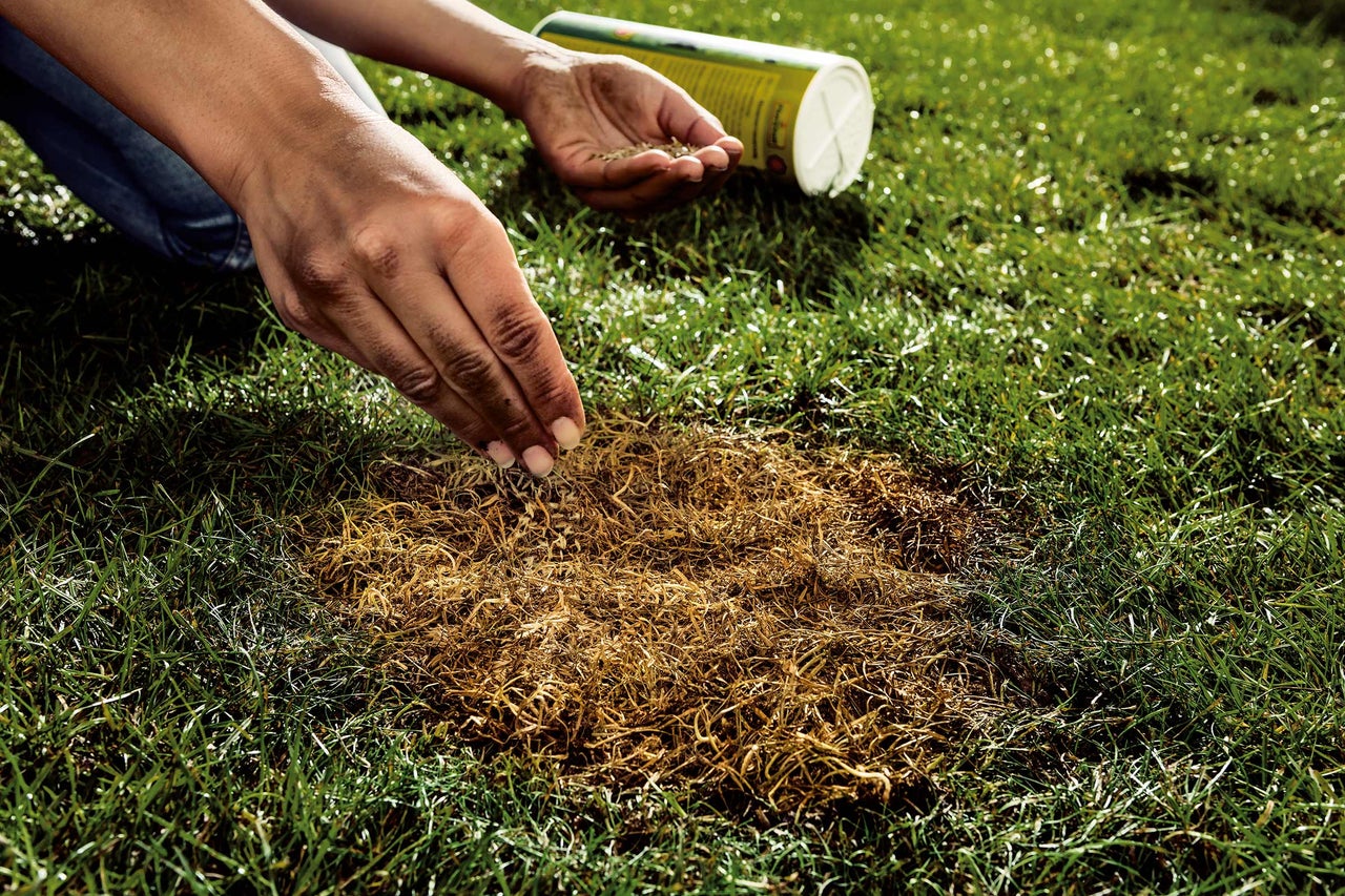 En person sår gräsfrön på en kal fläck i gräsmattan.