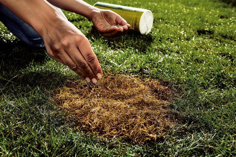 En person sår gräsfrön på en kal fläck i gräsmattan.