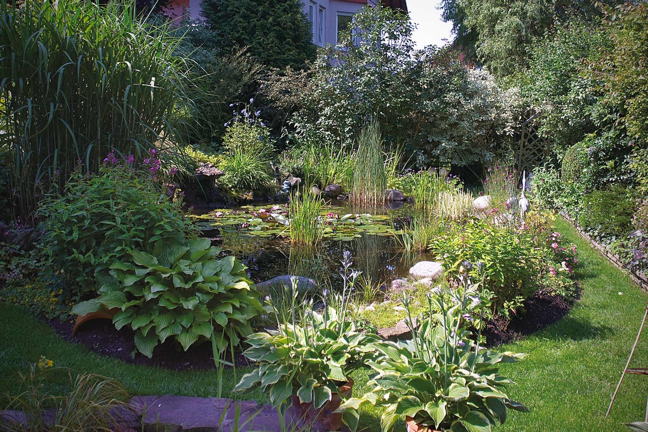 Trädgårdsdamm med frodig vegetation och näckrosor