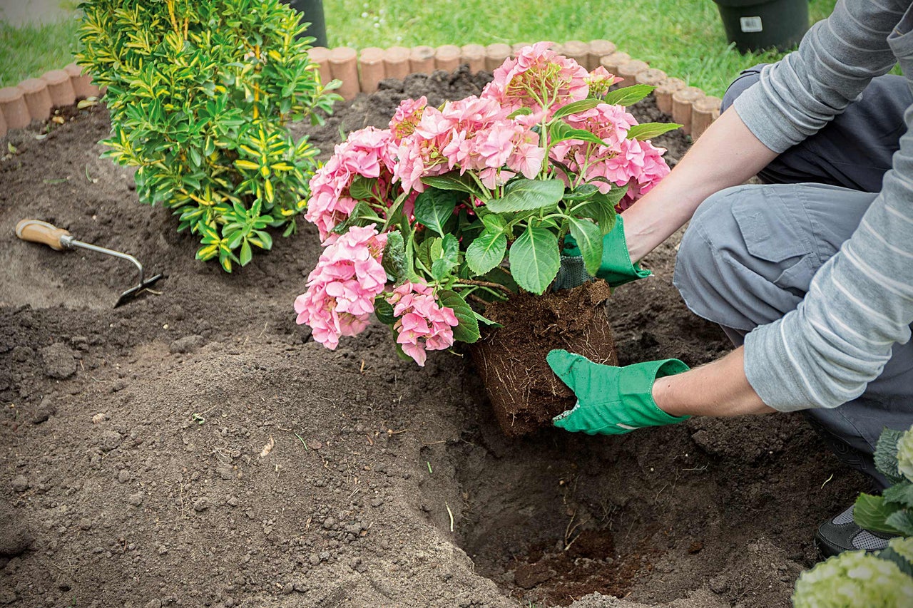 En person planterar en rosa hortensia i en trädgård.