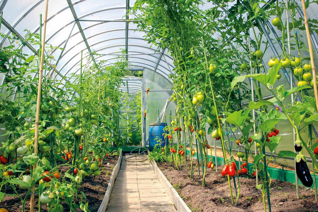 Växthus med tomatplantor och aubergineplantor