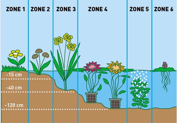 Illustration av olika dammzoner med plantering och vattendjup