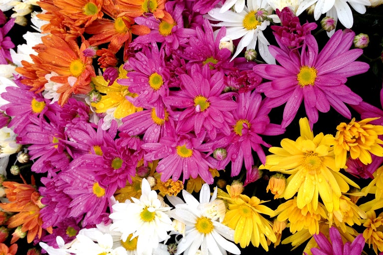 Närbild av krysantemum i olika färger