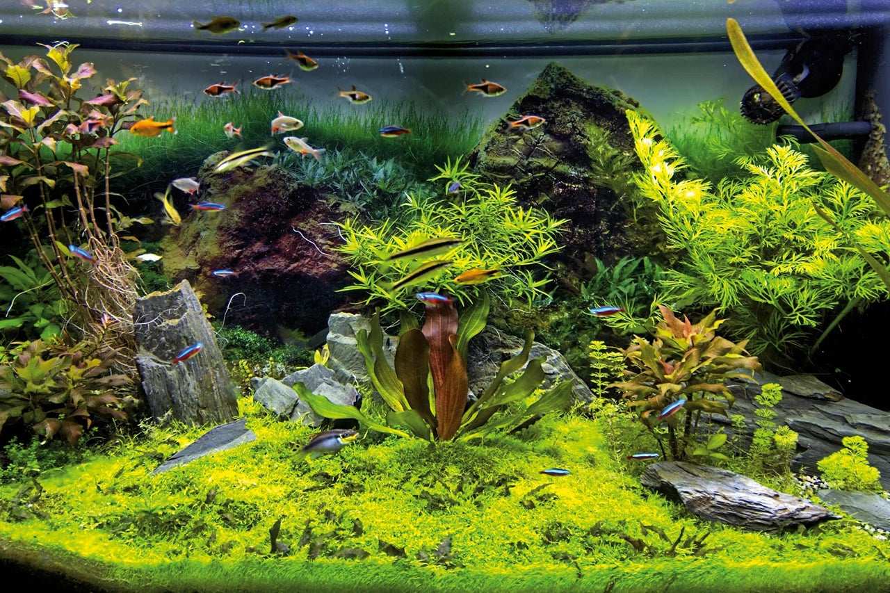 Detaljbild av ett akvarium med fiskar, växter och dekorationer