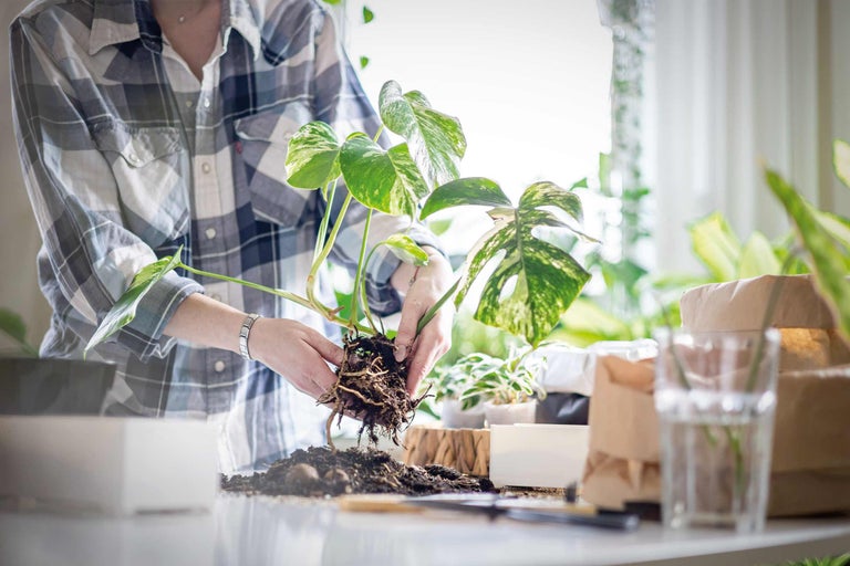 En person planterar om en Monstera krukväxt.