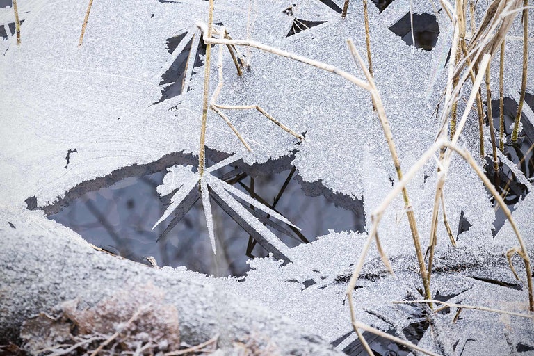 Närbild av växter täckta av is.