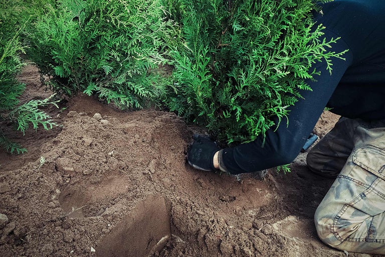 Person planterar tujahäck i trädgården.