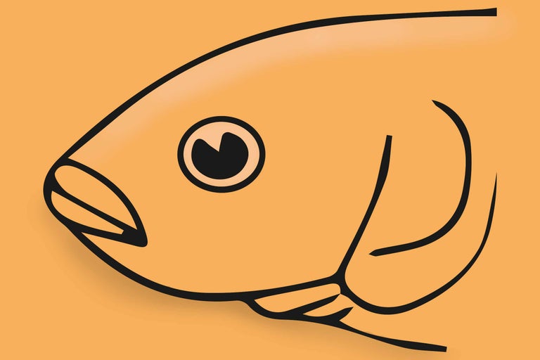 Fiskillustration