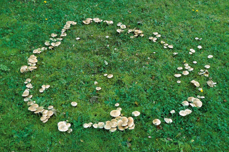 Älvring av svampar på en äng