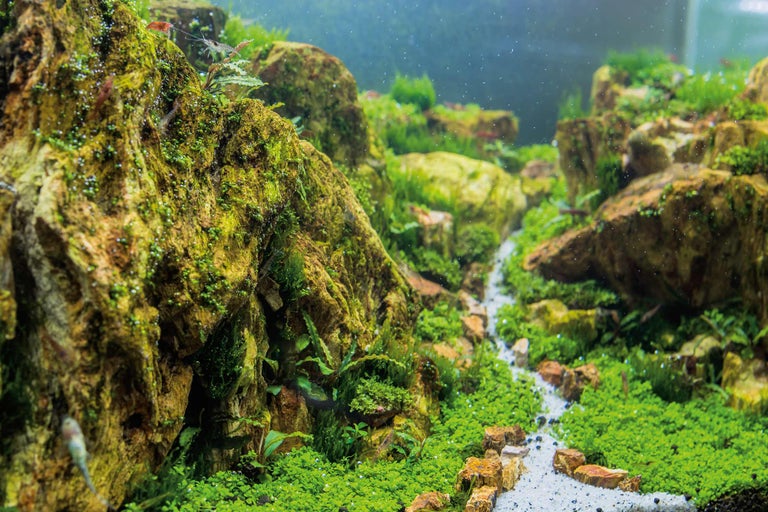 Närbild av ett naturakvarium med stenar, växter och vatten