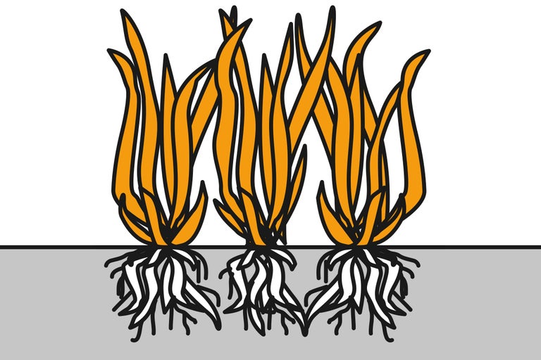 Illustration av tre grästuva med rötter