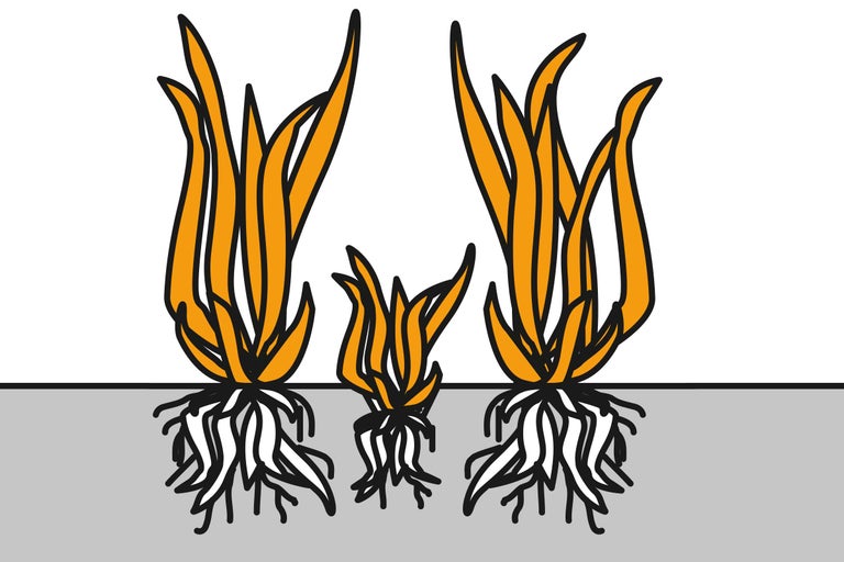 Illustration av tre grästuvor med rötter