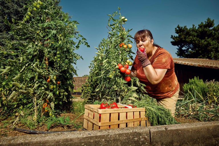 Kvinna äter tomat i grönsaksträdgård med tomatplantor och trälåda