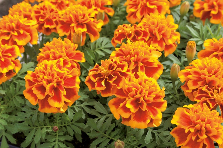 Grupp tagetes med blad