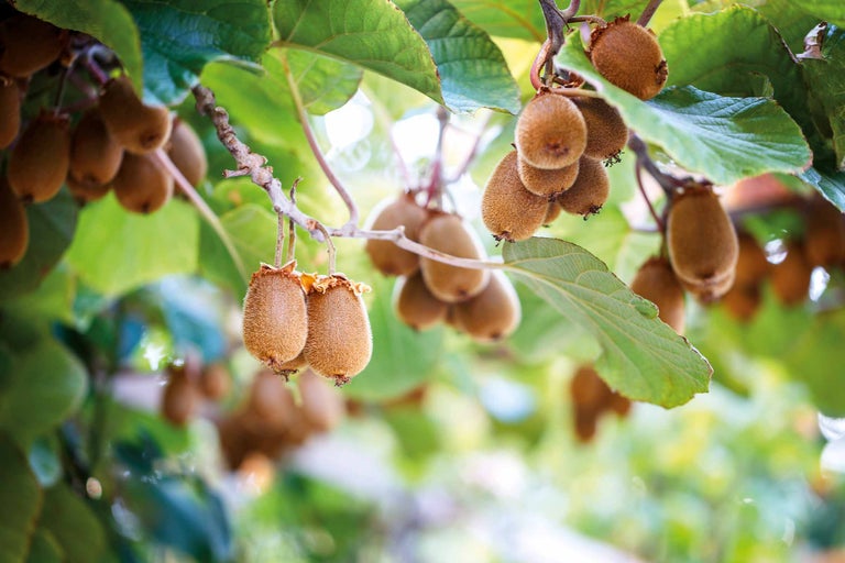Odla kiwi