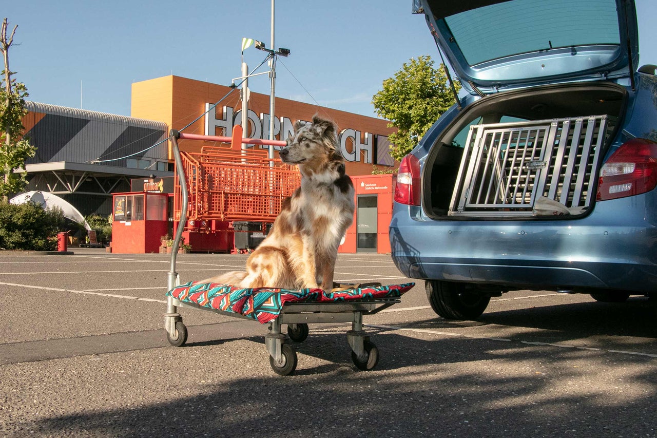 En hund sitter i en kundvagn framför ett Hornbach-byggvaruhus. En hundbur står i bagageutrymmet på en bil.