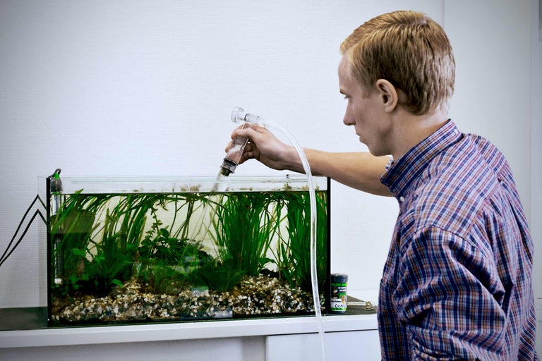 Person rengör akvarium med grussug och slang.