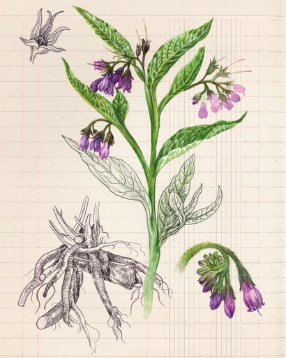Illustration av vallörtsväxt med blad, blommor och rötter